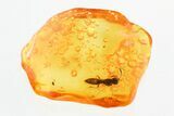 Detailed Fossil Parasitoid Wasp (Scelionidae) in Baltic Amber #325378-1